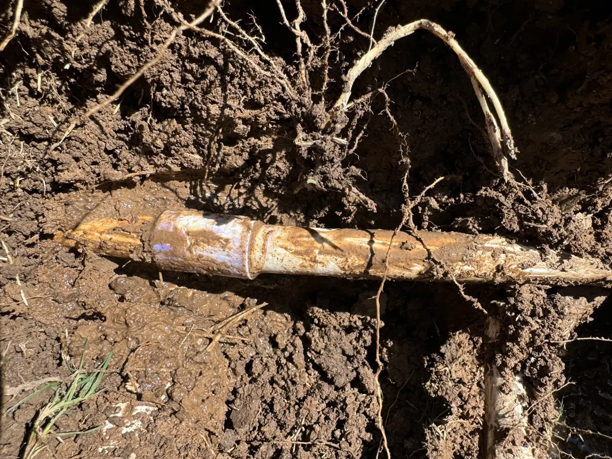 Tree roots wrapped around an old water line